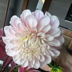 Sweet Nathalie Dahlia Tuber